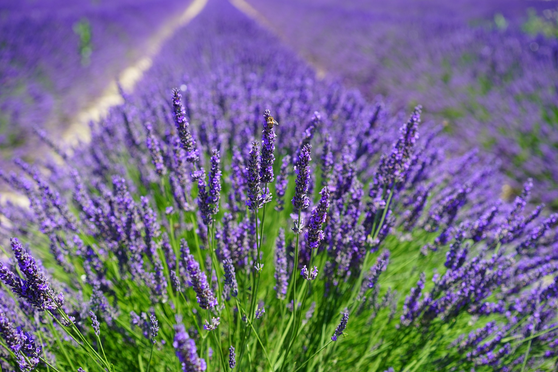 lavender-field-1595587_1920.jpg