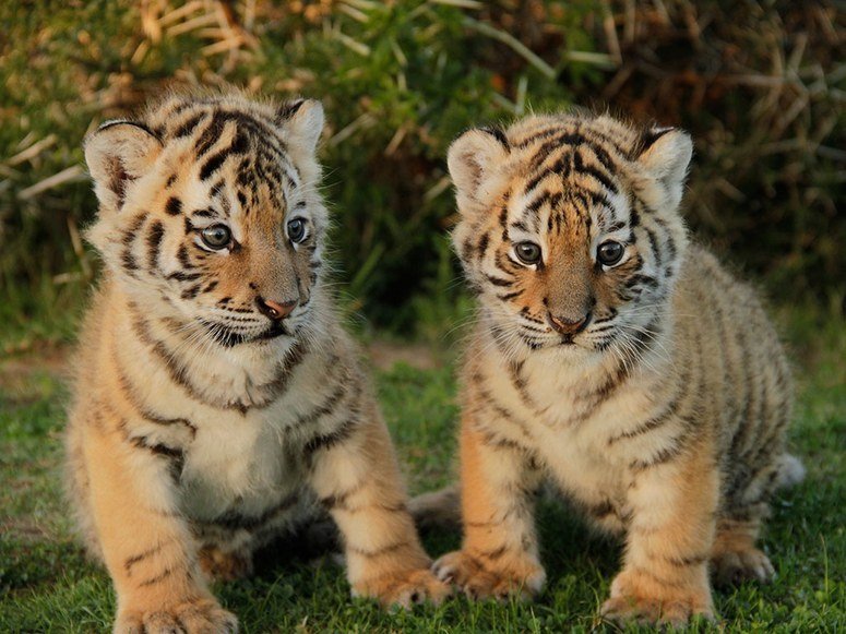 tiger-cubs.jpg
