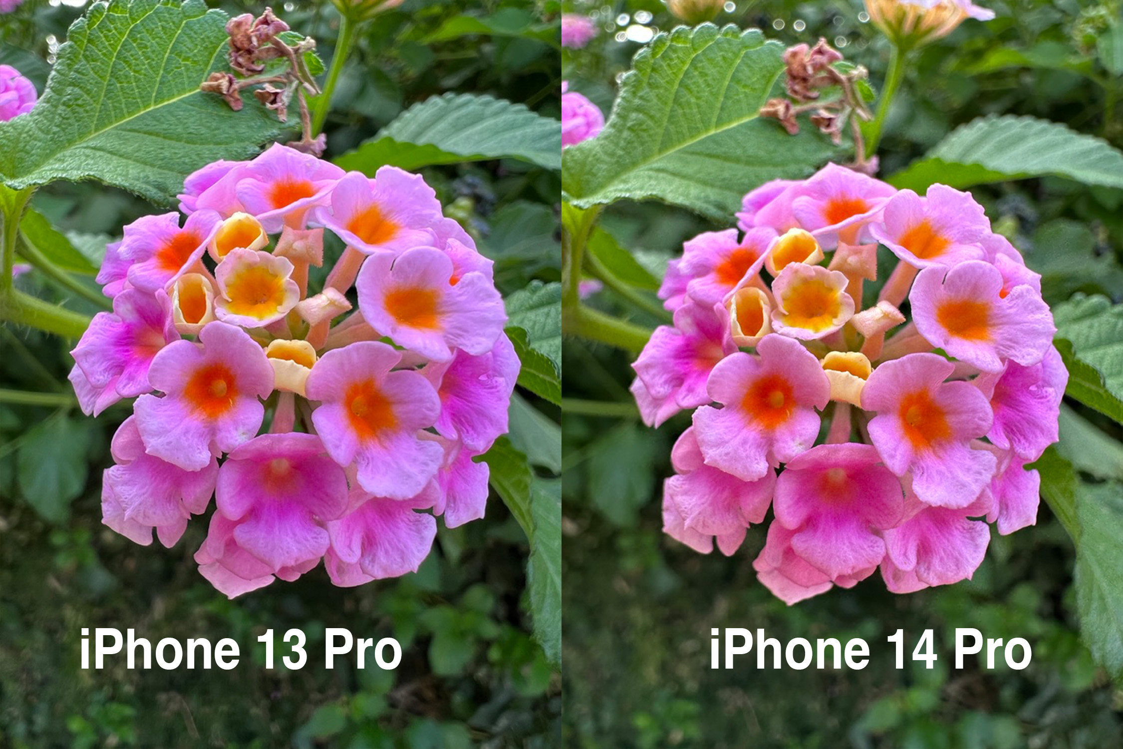 Main-camera-detail-comparo-Apple-iphone-14-Pro-review.jpg