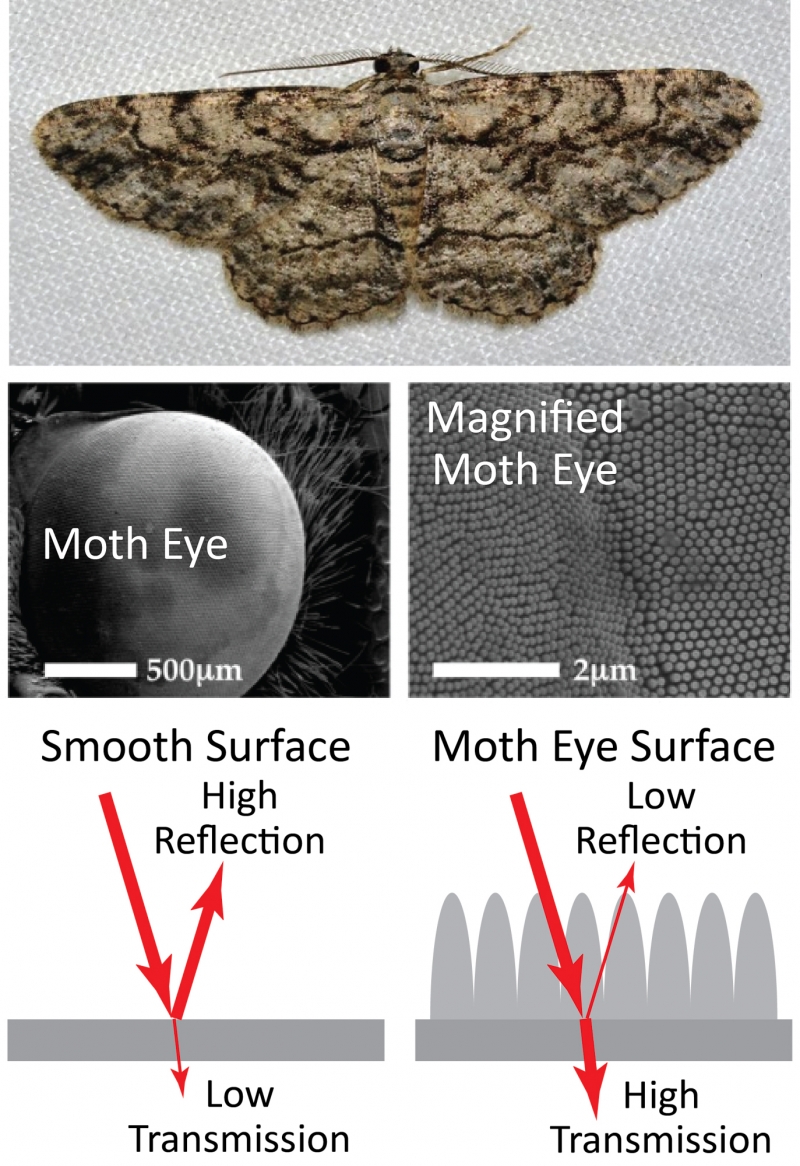 Moth-EyeforSocial-1602026671.jpg