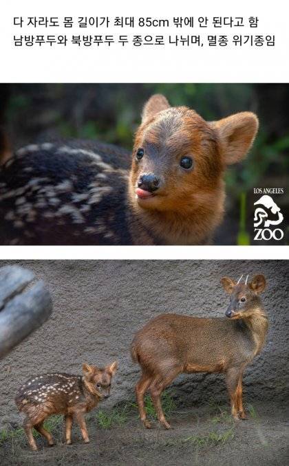 12 세계에서 가장 작은 사슴, 푸두(pudu).jpg