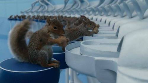 7 찰리와 초콜릿 공장 다람쥐씬 촬영방법 찐 다람쥐들 훈련시켜 촬영한 장면들 ㄷㄷ.jpg