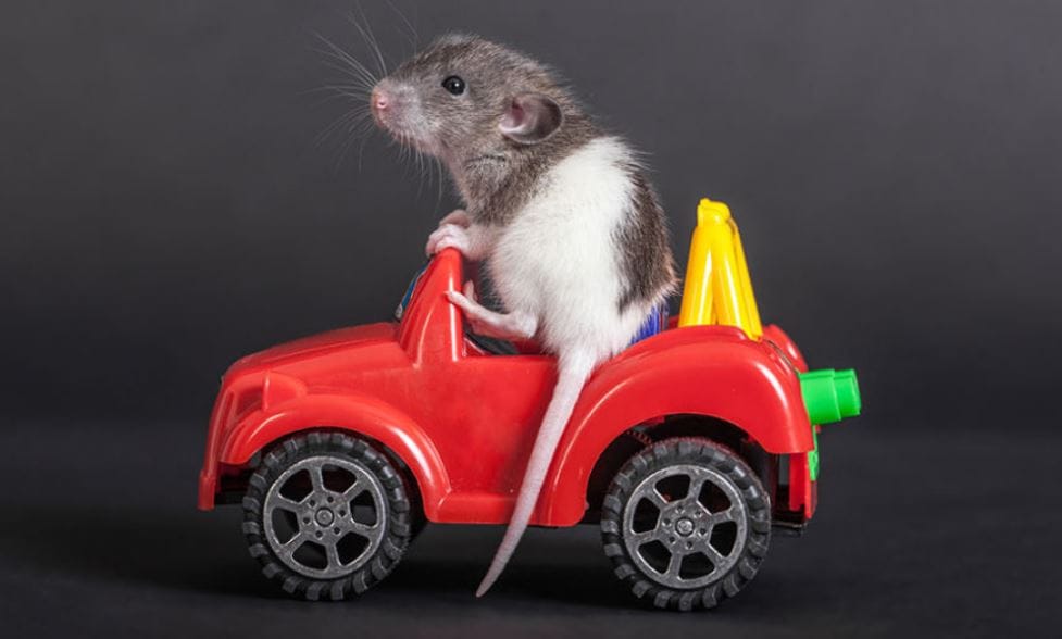 6 쥐한테 자동차 운전 가르쳐 줌.jpg