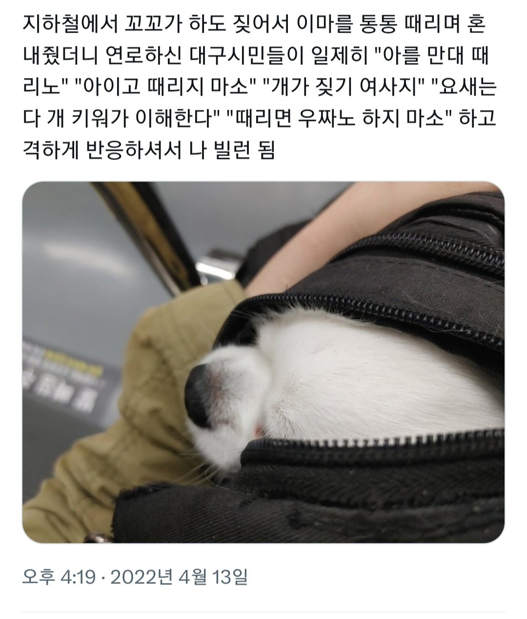 9 지하철에서 짖는 댕댕이를 혼내줬더니....jpg