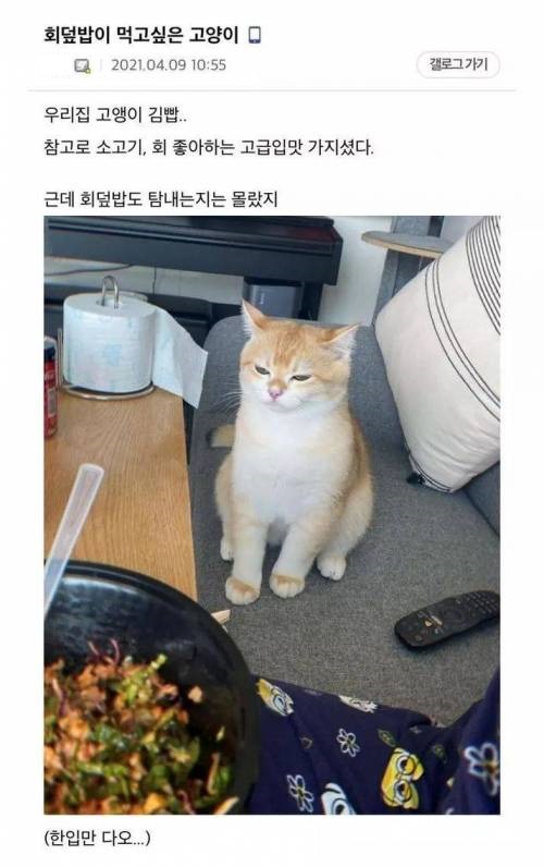 15 회덮밥이 먹고싶은 고양이.jpg