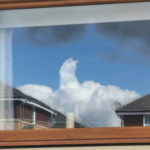 17 창 밖을 보던 고양이가.... 신이 되어버렸다.jpg