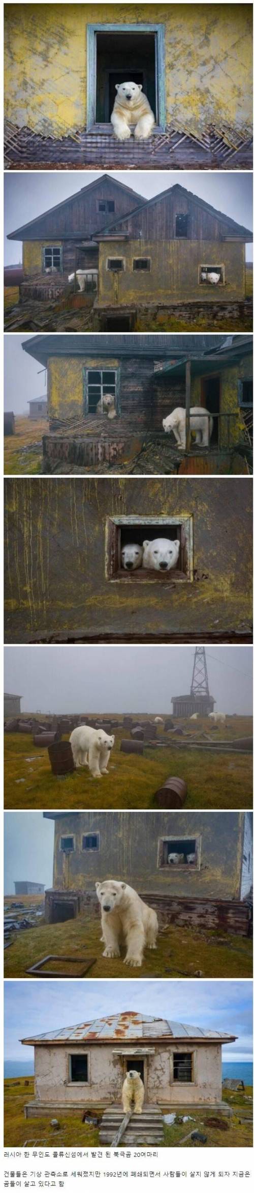 1 인간이 버린 건물에서 사는 북극곰.jpg