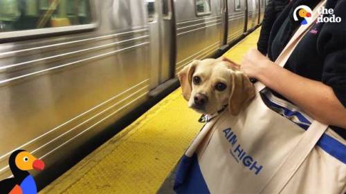 17 뉴욕에 사는 강아지들이 지하철을 타는 방법.jpg
