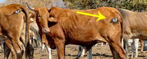 6 보츠나와에서 사자로부터 소를 지키는 방법.jpg