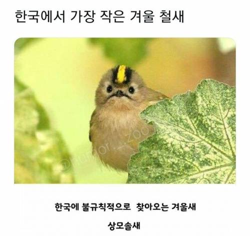 2 한국에서 가장 작은 겨울 철새.jpg