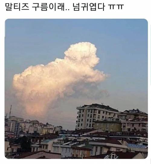 18 말티즈 구름.jpg