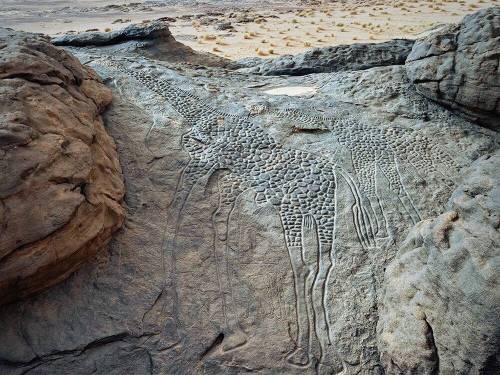 14 사하라 사막에 있는 신석기 시대 기린 암각화.jpeg