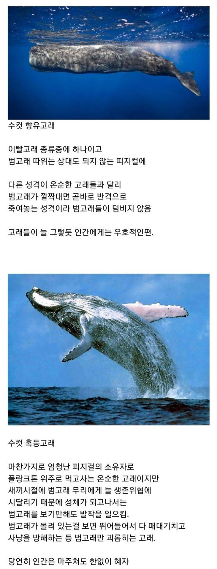 14 범고래 보다도 강하다는 해양생물.jpg