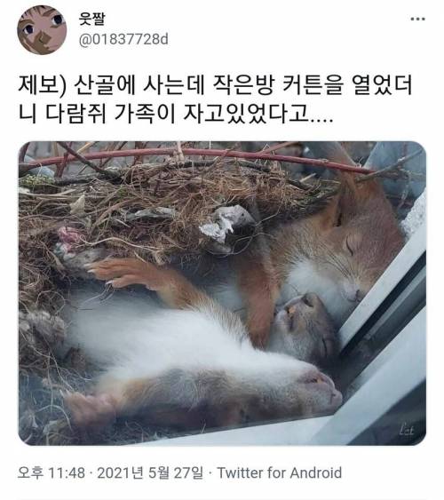 3 산골에 살면 볼수 있는 장면.jpg