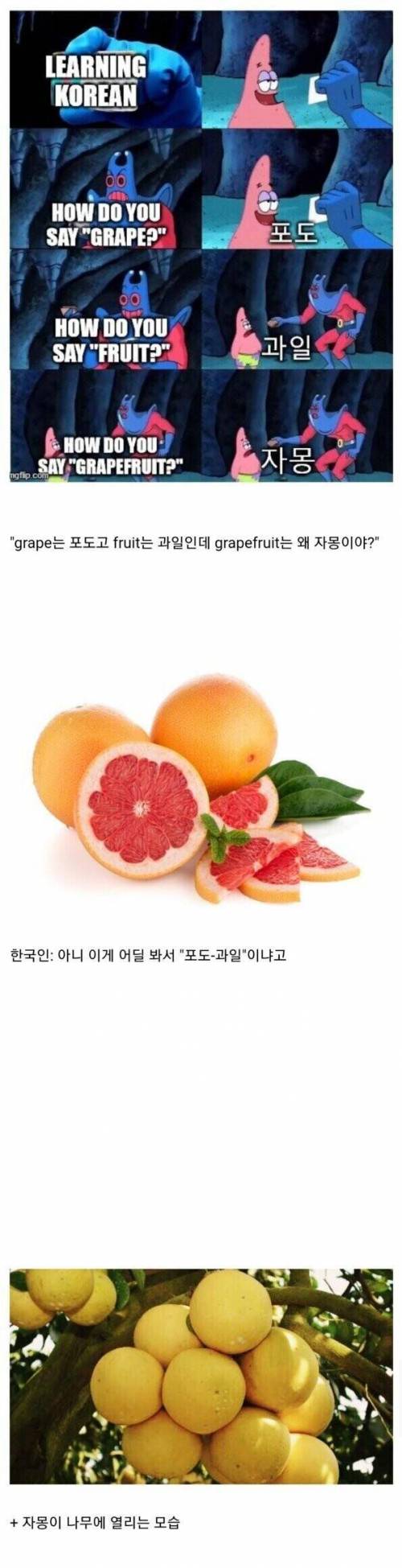 12 이상하게 번역된 과일.jpg