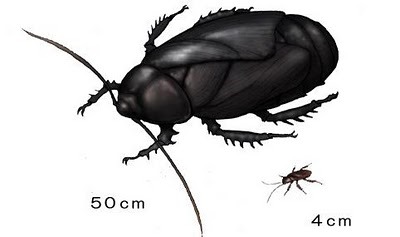 고대 바퀴벌레 크기.jpg