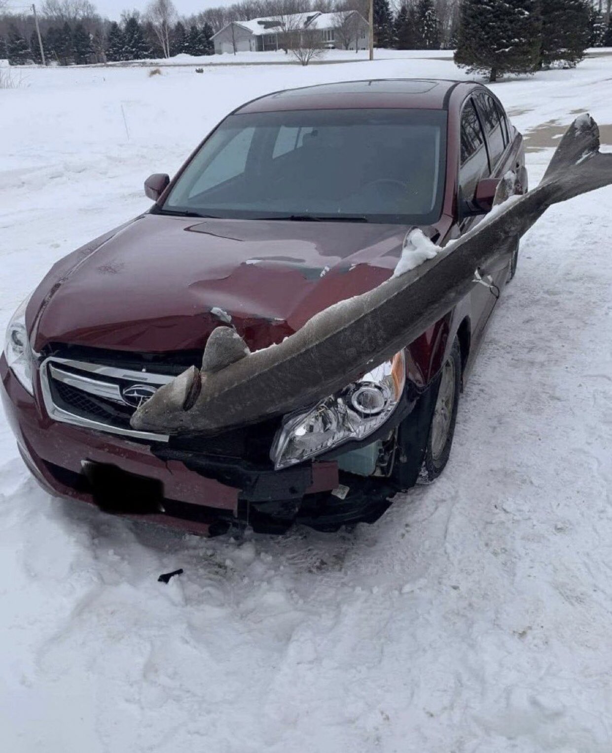 3 알래스카에서 철갑 상어와 자동차가 정면 충돌하는 사고 발생.jpg