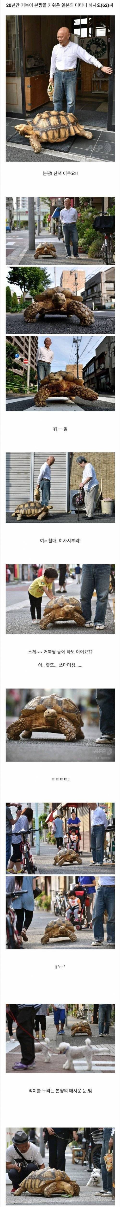 10 20년간 거북이 키운 일본 할아버지.jpg