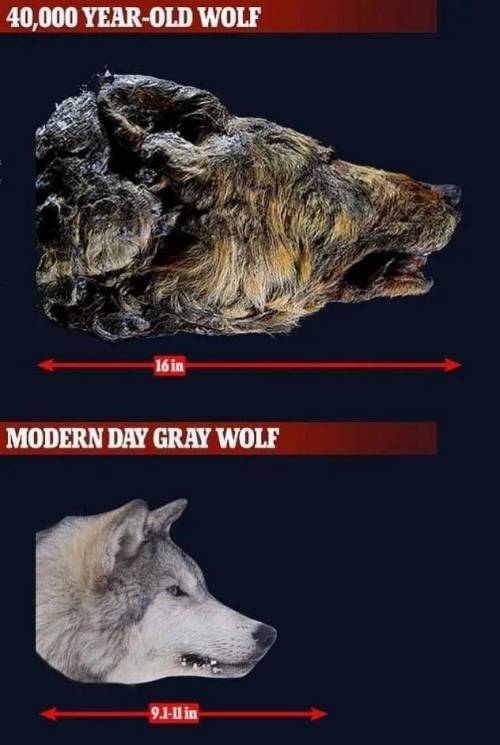 15 4만년 전 늑대와 현재 늑대 크기 비교.jpg