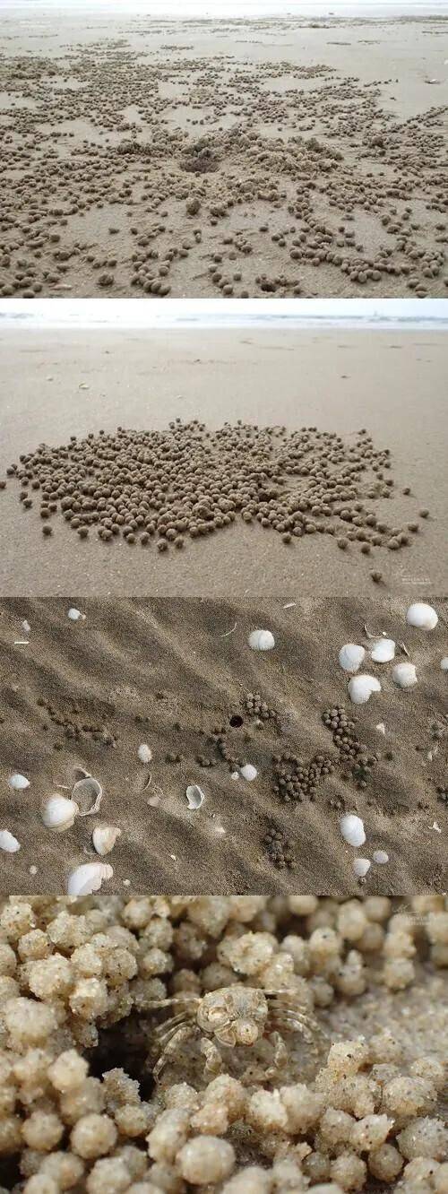 3 서해안에 모래경단이 있는 이유 모래 속의 미생물을 먹고 사는 엽낭게가 먹고 퉷! 한 거.jpg