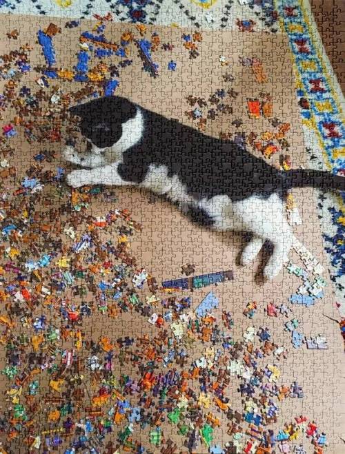 19 고양이를 너무나도 잘 표현한 직소퍼즐 직소퍼즐을 망치는 모습일 인쇄된 직소퍼즐.jpg