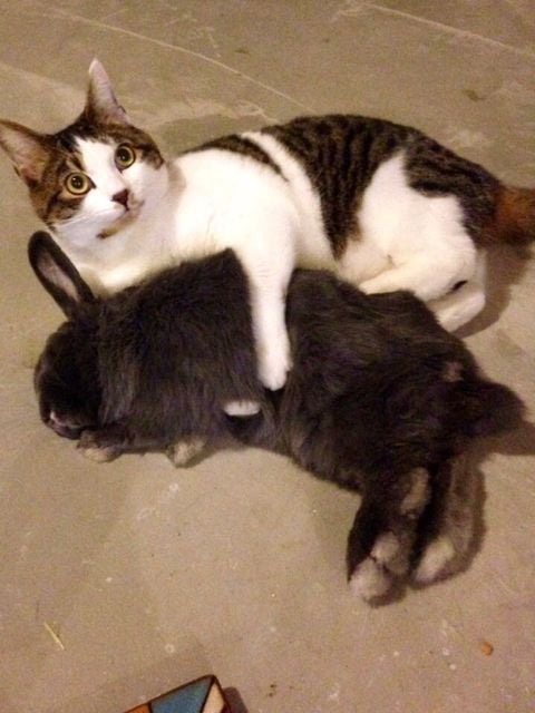 1 고양이와 토끼가 친한 이유.jpg