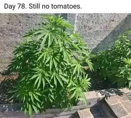 20 토마토가 78일째 열리지 않아 걱정중인 사람 이걸 먹으면 환각으로 토마토가 보일지도.jpg