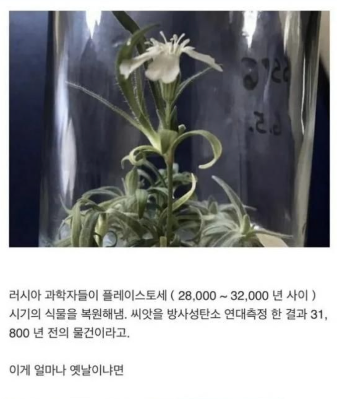 16 3만년 전 식물을 되살려낸 과학자들.png