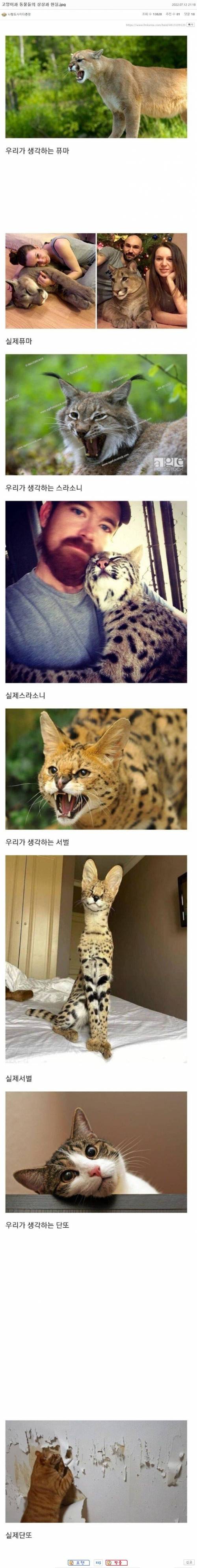 4 고양이과 동물들의 상상과 현실.jpg