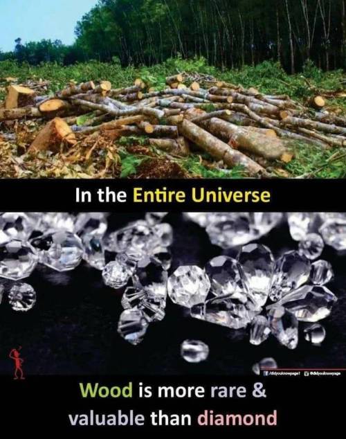 7 나무와 다이아몬드에 대한 사실 전 우주적으로 보면 나무가 다이아몬드보다 더 희귀함.jpg