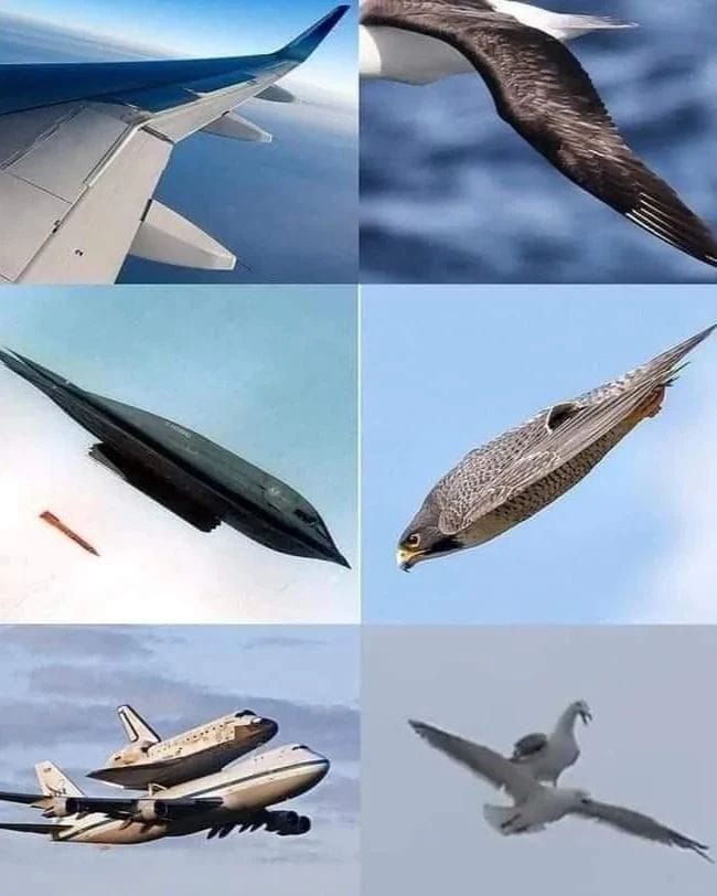 8 비행기는 새에게 영감을 받아 발명되었다는 사진 몇장.jpg