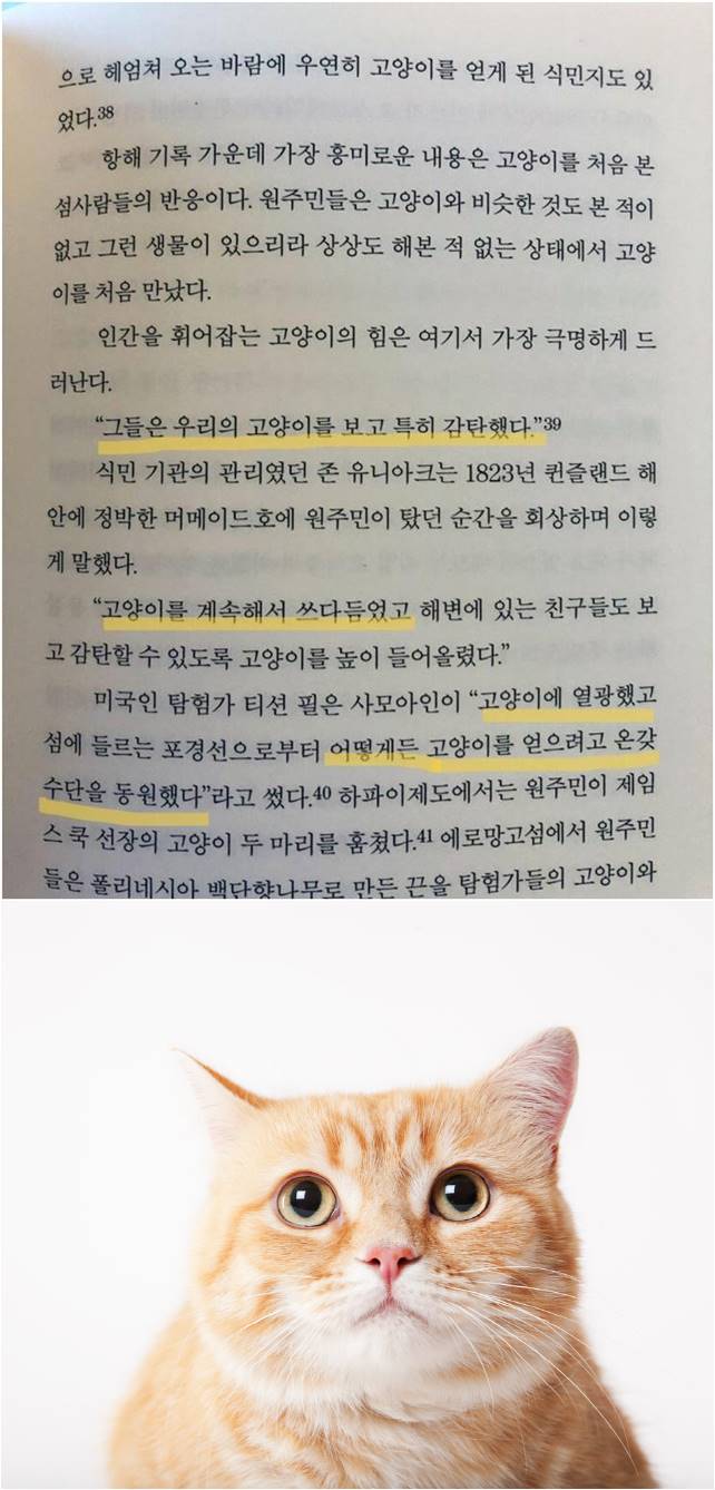 16 고양이를 처음 본 원시부족의 반응.jpg