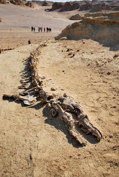 19 이집트에서 발견된 거대 화석.jpg
