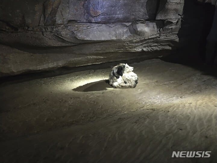 14 500미터 지하동굴에서 발견된 댕댕이.jpg