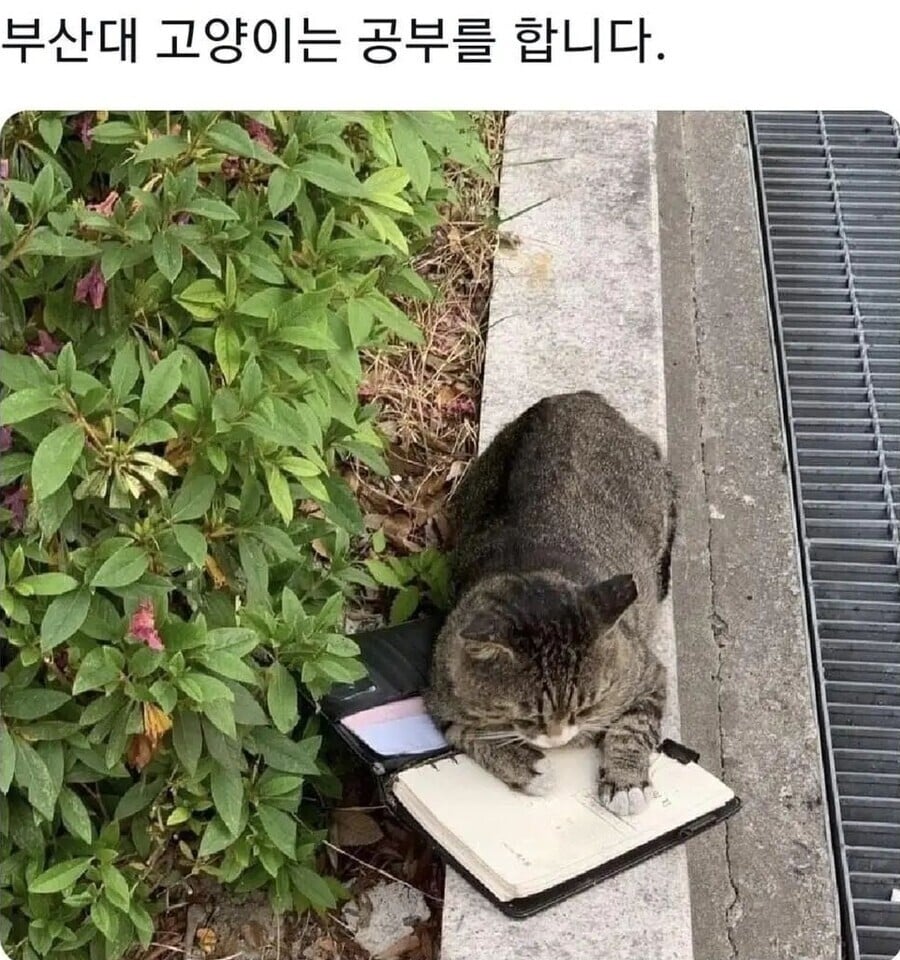 5 대학별 고양이들 특징.jpg