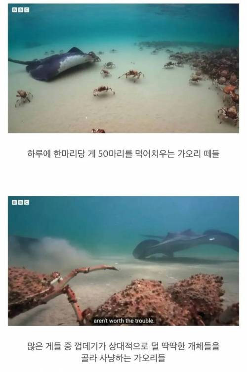 9 지들끼리 감싸주려고 난리난 게.jpg