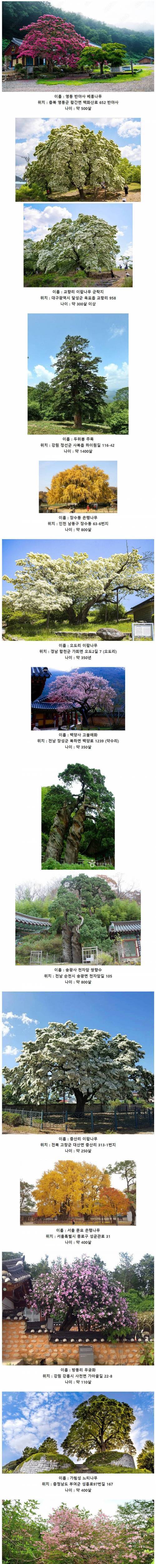 19 한국에 존재하는 오래된 고목들.jpg