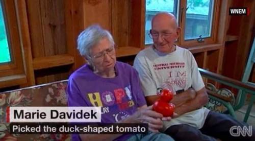 3 노부부가 CNN에 출연한 EU 오리를 닮은 토마토를 키우면 댐.jpg