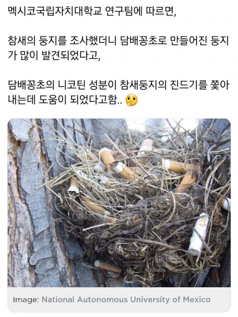 17 담배꽁초로 만들어진 참새 둥지.jpg