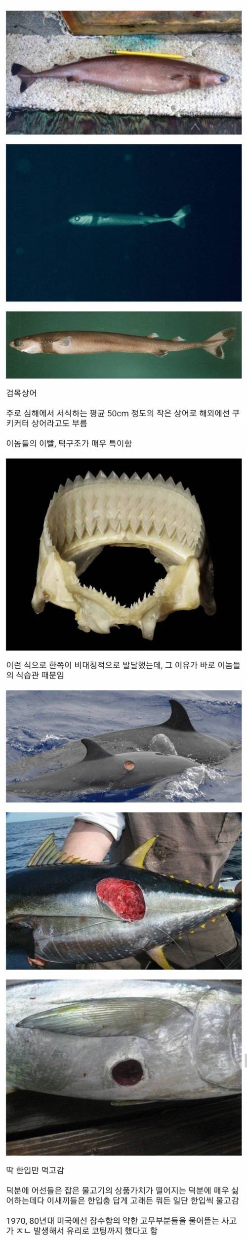 6 한입충.jpg