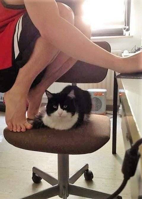 12 같은 의자에 고양이랑 같이 앉으면 고양이가 편하다.jpg