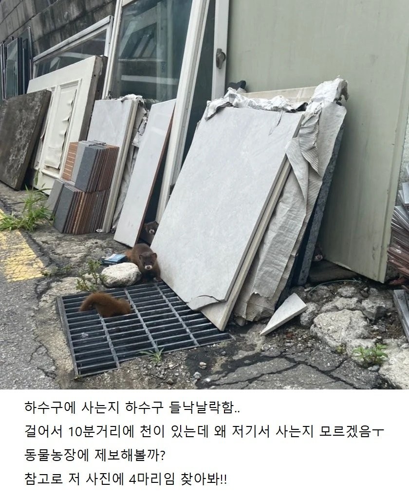 3 서울에서 발견된 아기 족제비들.jpg