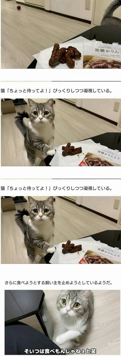 15 흑당과자를 먹는 집사를 보고 당황한 일본 고양이 집사가 미쳐서 똥을 먹는다냥.jpg