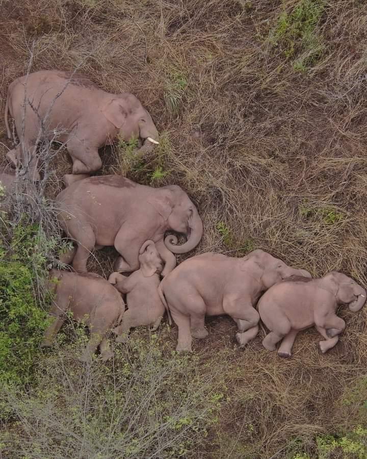 6 드론이 찍은 어느 코끼리 가족의 낮잠.jpg