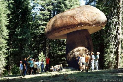 8 세계에서 가장 큰 버섯.jpg
