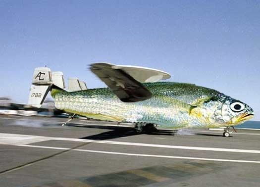 fishplane.jpg