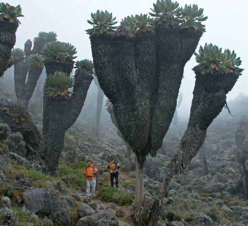 13 킬리만자로 산의 거대 식물 고대의 쑥갓이라 함.jpg