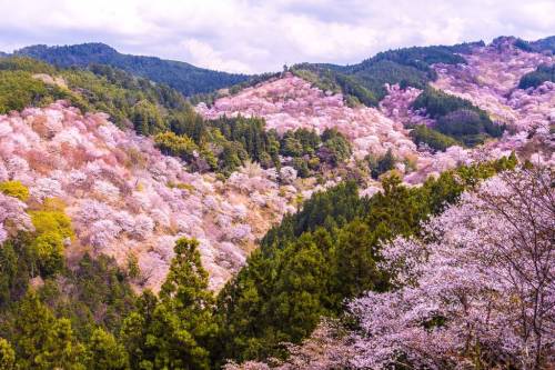 1 일본 제일의 벚꽃 명소라는 장소.jpg