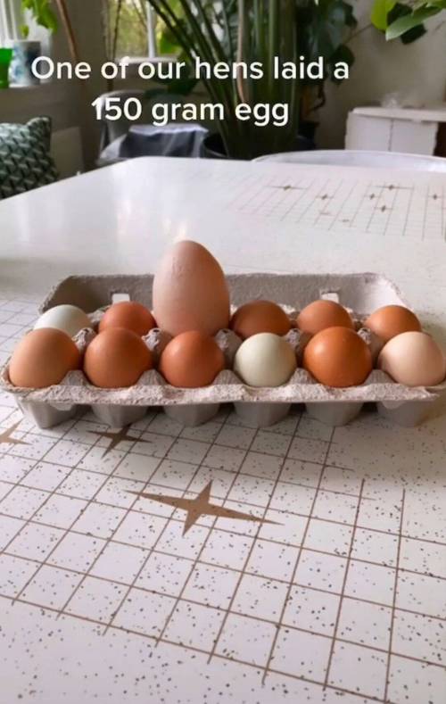 14 외국에서 발견된 거대 계란.jpg