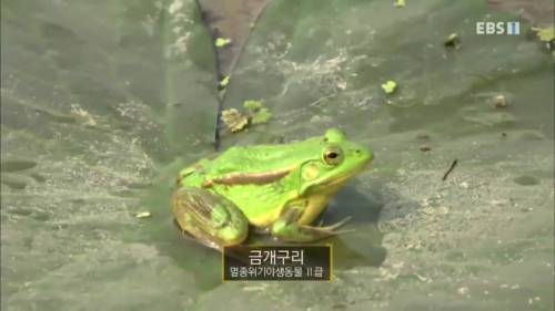 1 멸종위기 한국 고유종 금개구리의 사냥 실력.jpg